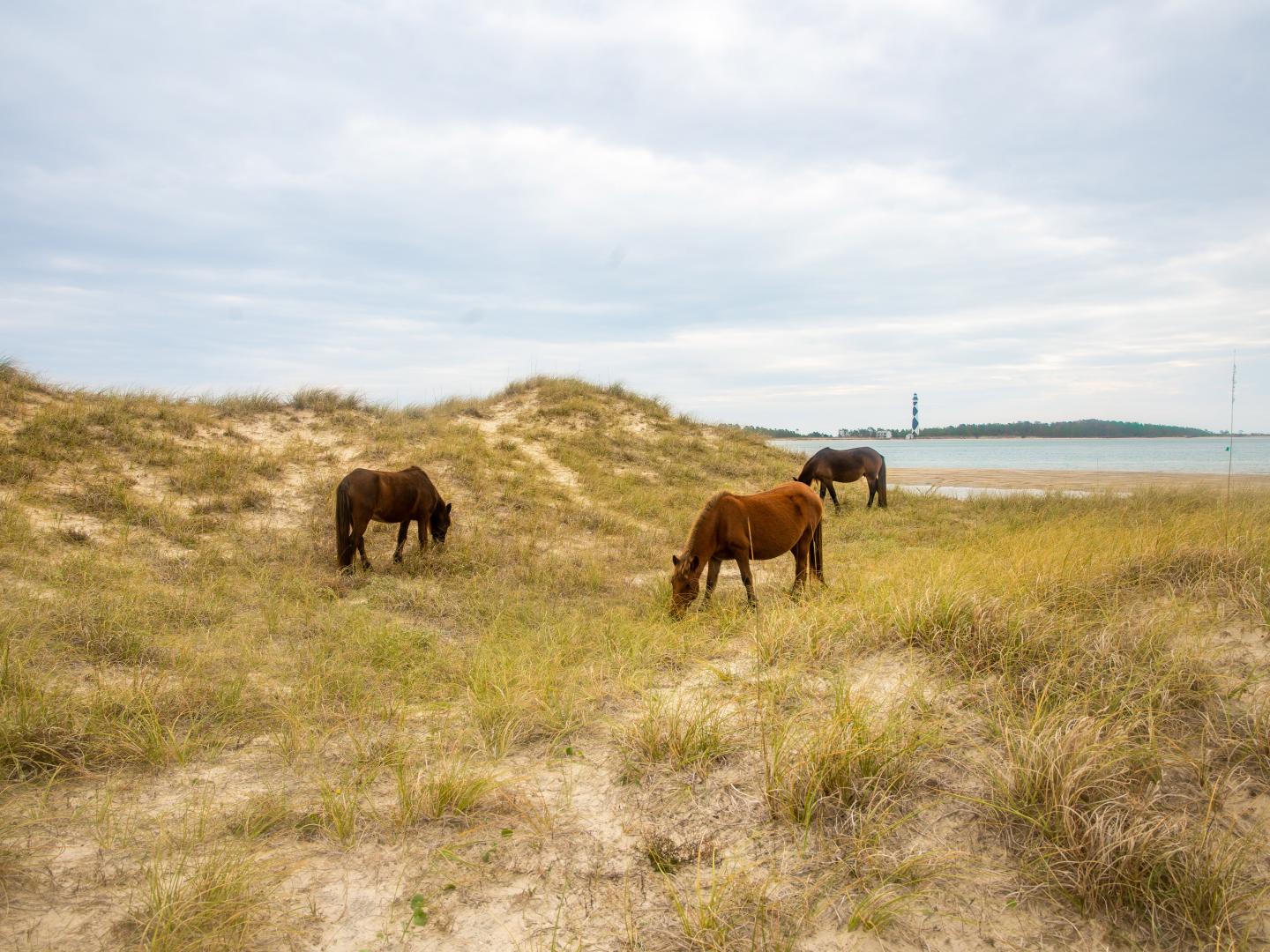 Caballos salvajes pastando en Shackleford Banks, Carolina del Norte Caballos salvajes pastando en Shackleford Banks, Carolina del Norte