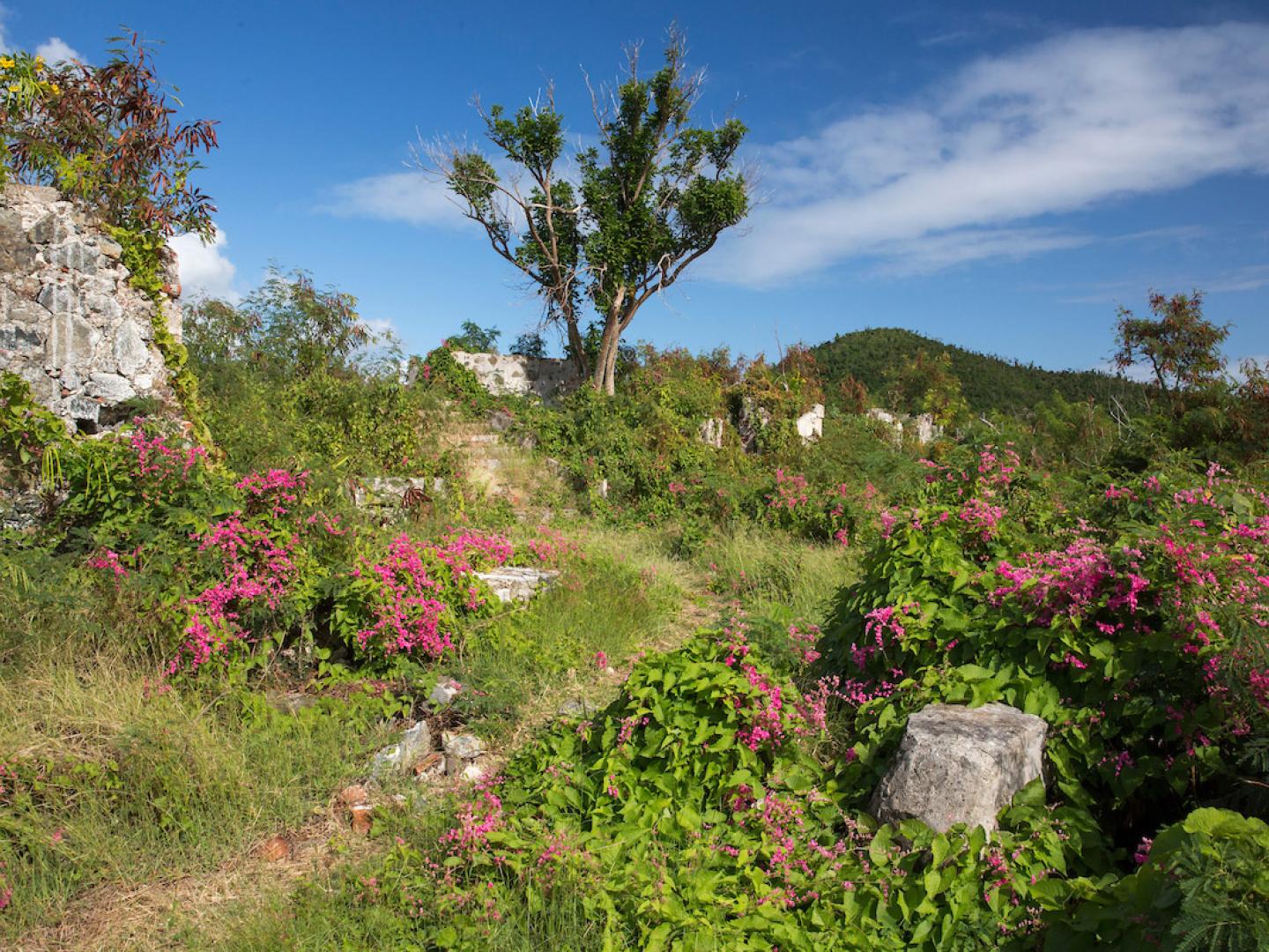 A hiking trail surrounded by flowers in Virgin Islands National Park A hiking trail surrounded by flowers in Virgin Islands National Park