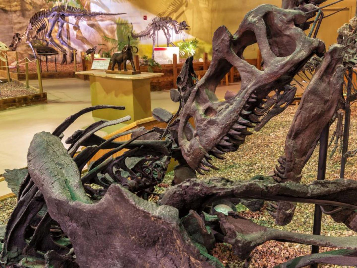 Mounted fossils on display at the Wyoming Dinosaur Center in Thermopolis, Wyoming Mounted fossils on display at the Wyoming Dinosaur Center in Thermopolis, Wyoming