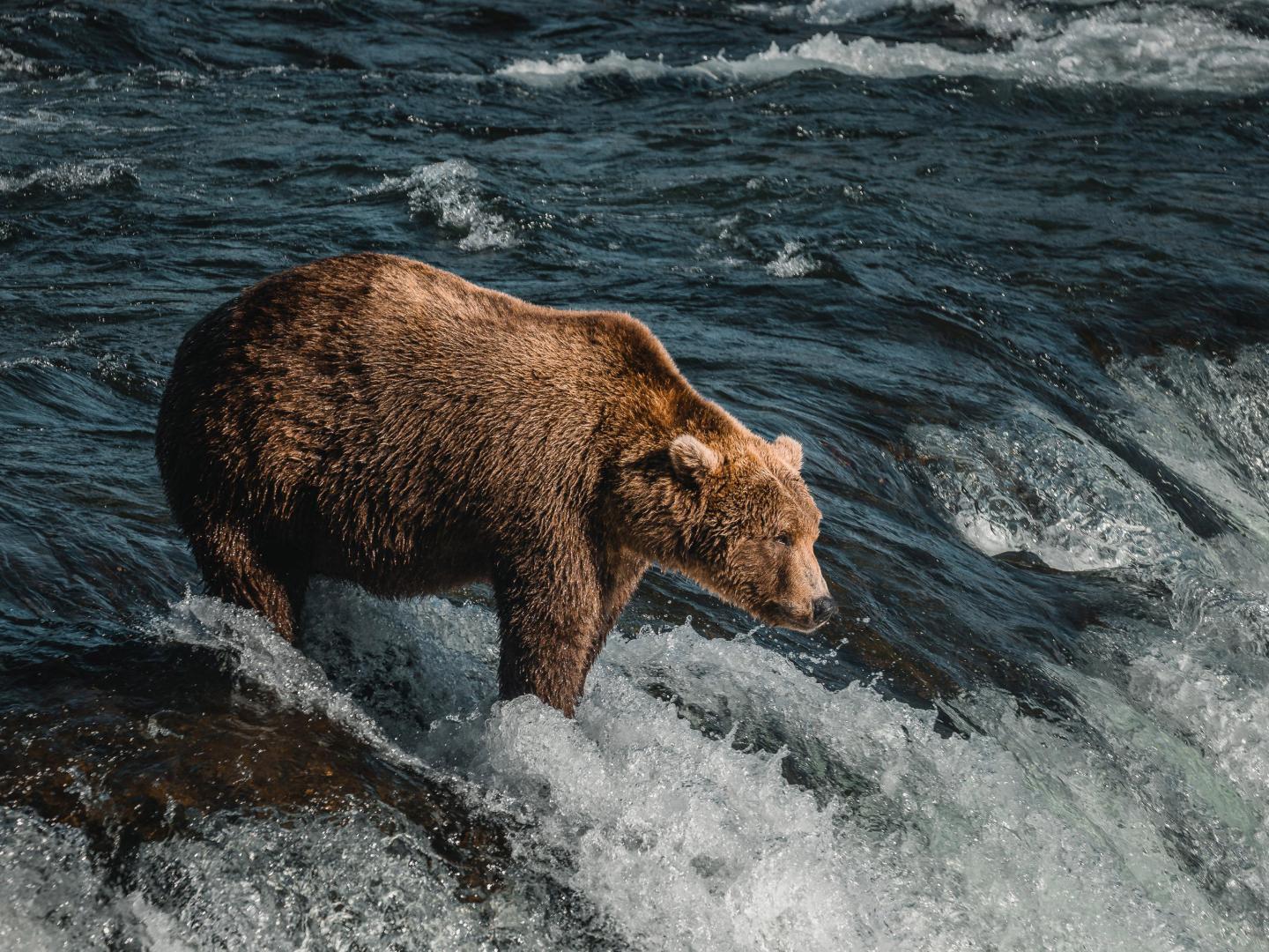 A brown bear fishes for salmon at Katmai National Park in Alaska A brown bear fishes for salmon at Katmai National Park in Alaska