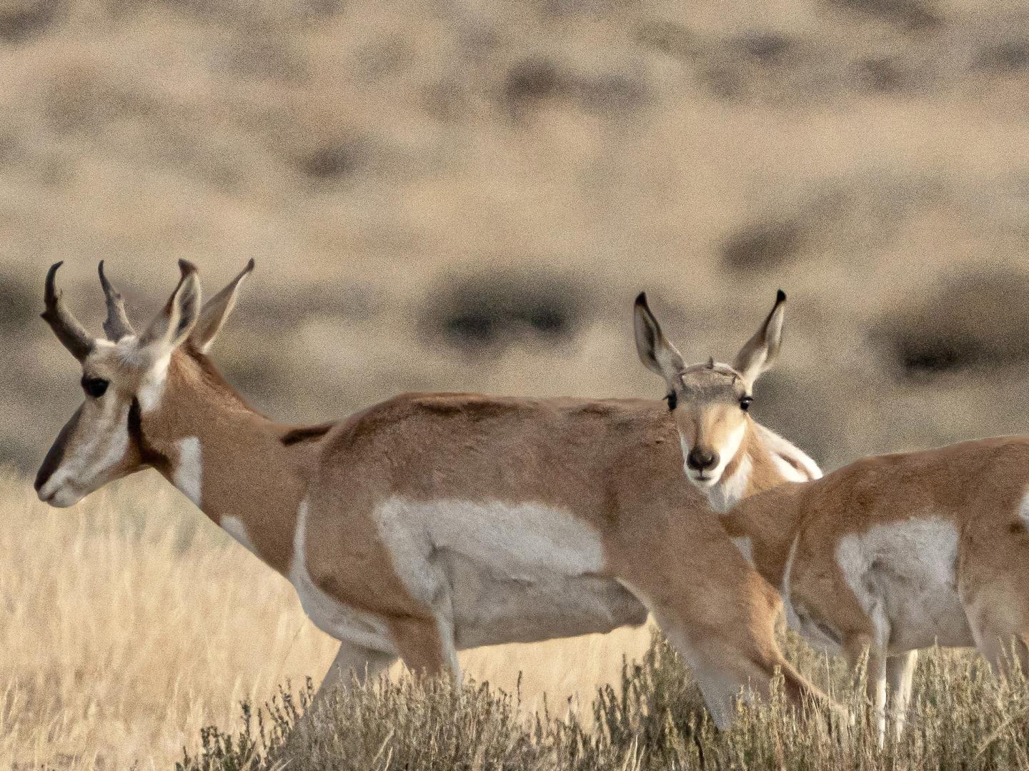 Antelope graze at Hart Mountain Antelope Refuge in Plush, Oregon Antelope graze at Hart Mountain Antelope Refuge in Plush, Oregon