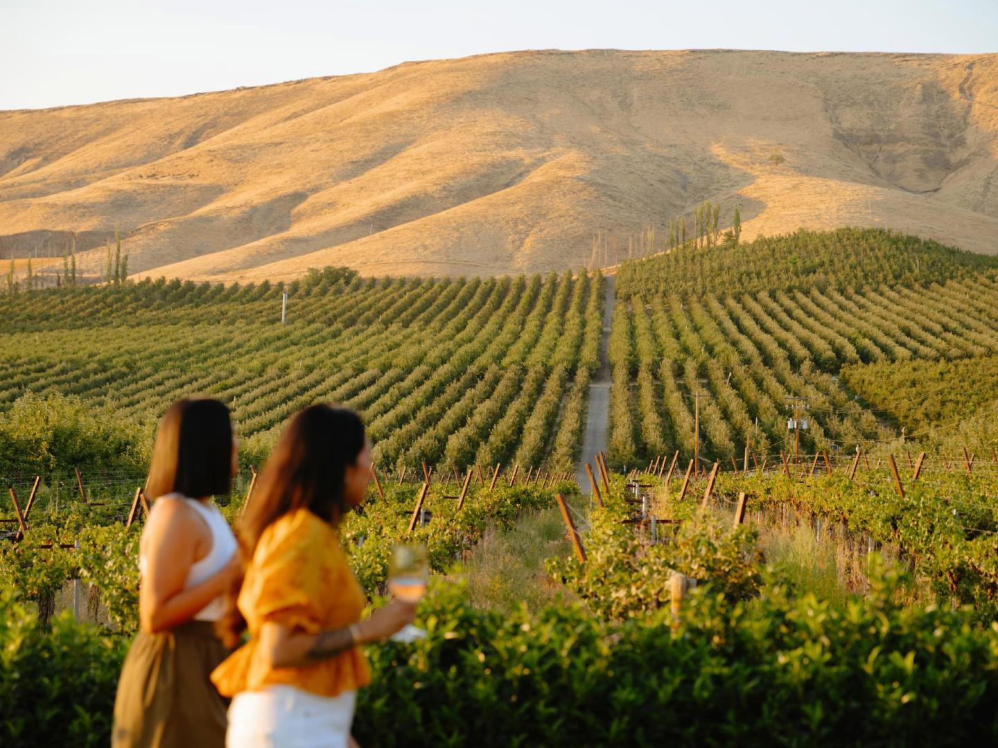 Vineyard views at Freehand Cellars in Yakima, Washington Vineyard views at Freehand Cellars in Yakima, Washington