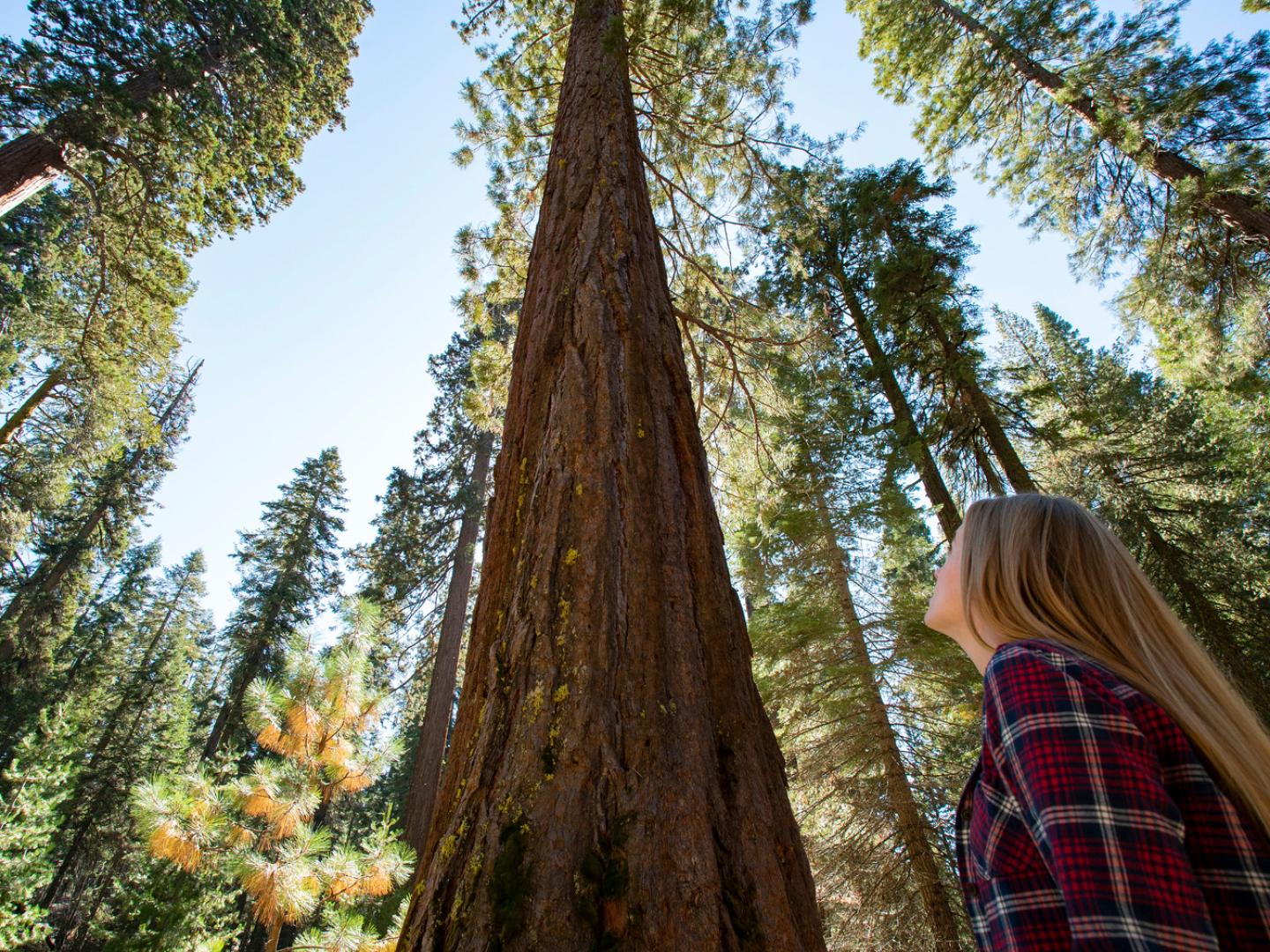 Exploring the Mariposa Grove of Giant Sequoias in California’s Yosemite National Park Exploring the Mariposa Grove of Giant Sequoias in California’s Yosemite National Park