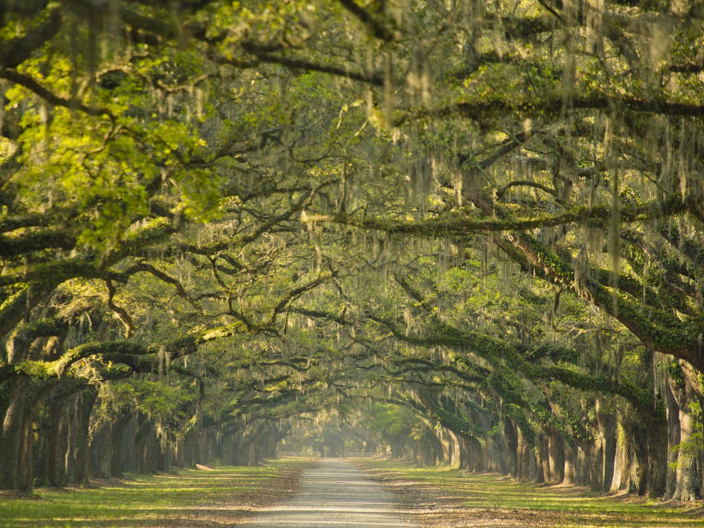 The oak-lined entrance to Wormsloe State Historic Site in Savannah, Georgia The oak-lined entrance to Wormsloe State Historic Site in Savannah, Georgia
