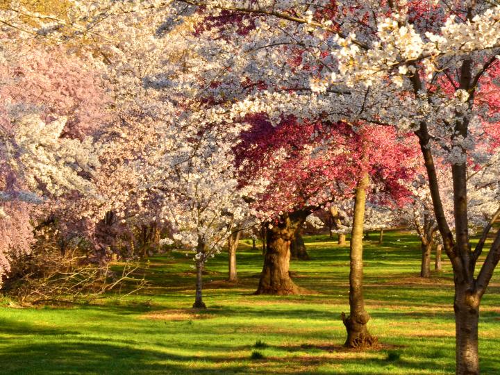 Blossoms in full bloom at the Cherry Blossom Festival in Branch Brook Park Blossoms in full bloom at the Cherry Blossom Festival in Branch Brook Park