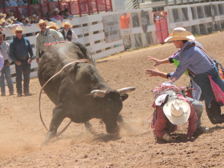 Bull riding action during Cheyenne Frontier Days Bull riding action during Cheyenne Frontier Days