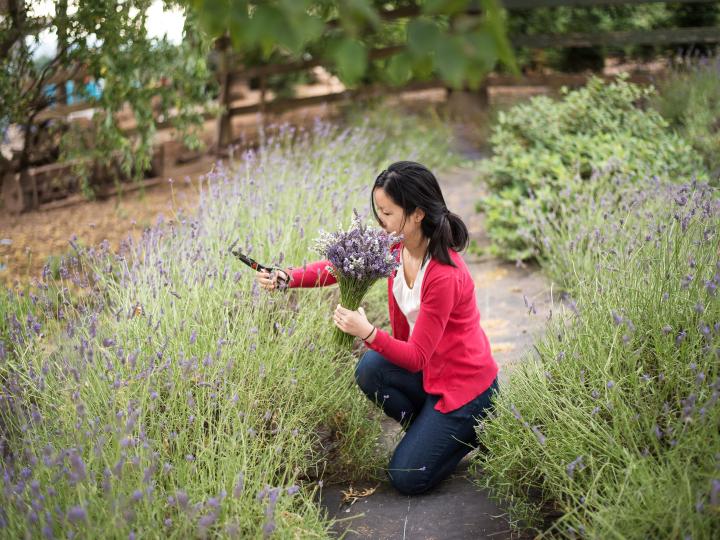 Picking lavender at the Helvetia Lavender Fest in Hillsboro, Oregon Picking lavender at the Helvetia Lavender Fest in Hillsboro, Oregon
