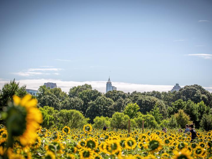 Sunflowers in Dorothea Dix Park in Raleigh, North Carolina Sunflowers in Dorothea Dix Park in Raleigh, North Carolina