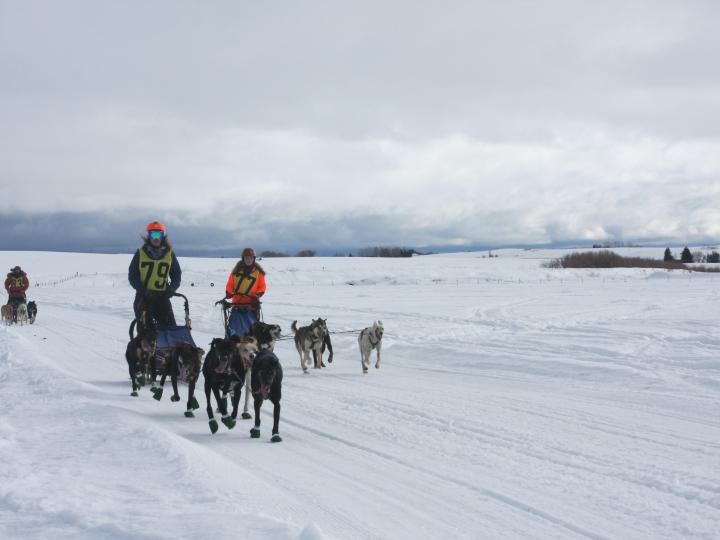 Competitors in the American Derby Dog sled race in Idaho Competitors in the American Derby Dog sled race in Idaho