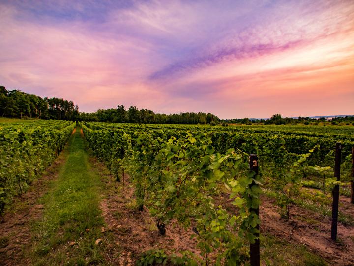 Sunset over the vines at Bowers Harbor Vineyards in Traverse City, Michigan Sunset over the vines at Bowers Harbor Vineyards in Traverse City, Michigan