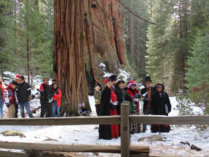 Carolers at the General Sherman Tree in Sequoia National Park during the trek to the tree holiday event in California Carolers at the General Sherman Tree in Sequoia National Park during the trek to the tree holiday event in California
