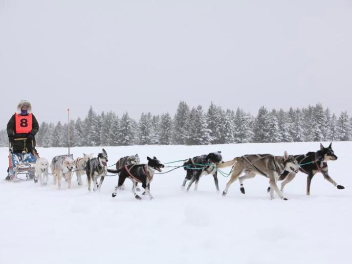 A musher encourages a team of sled dogs in West Yellowstone, Montana A musher encourages a team of sled dogs in West Yellowstone, Montana