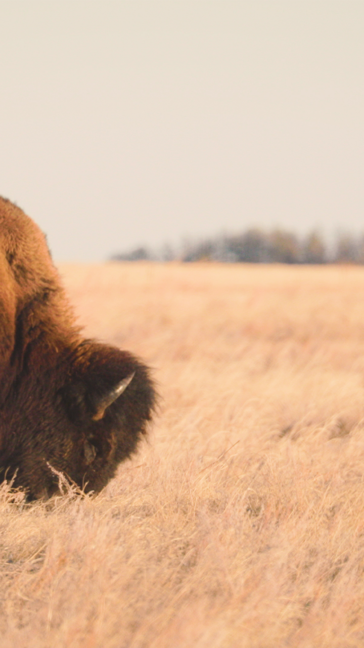 Bison spotted on a road trip through South Dakota