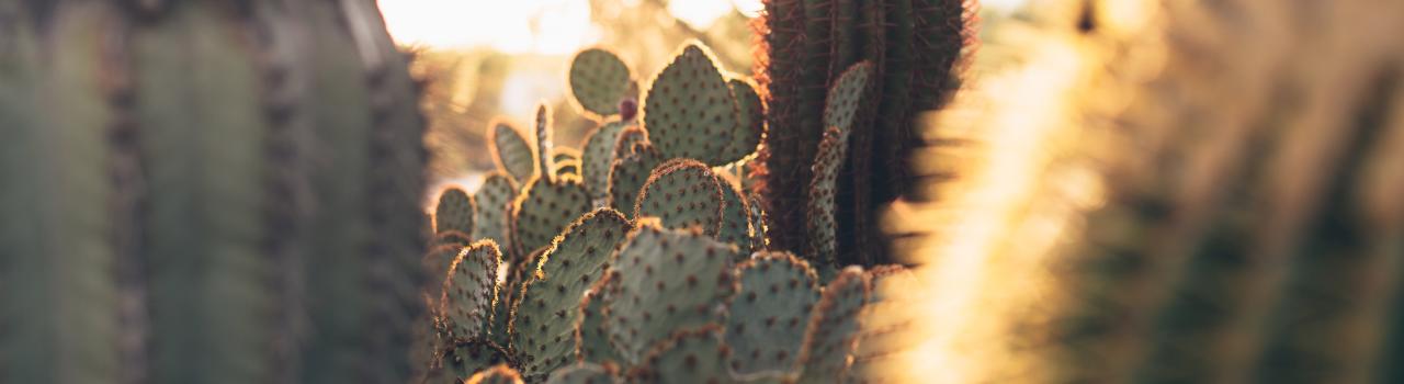 Cacti near Tucson, Arizona Cacti near Tucson, Arizona