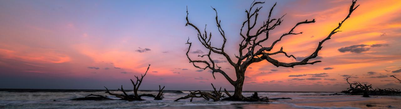 Driftwood Beach on Jekyll Island, Georgia Driftwood Beach on Jekyll Island, Georgia