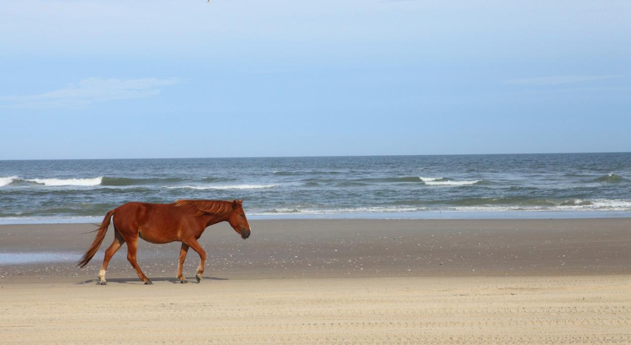 Wild pony on Carova Beach in the Outer Banks Wild pony on Carova Beach in the Outer Banks
