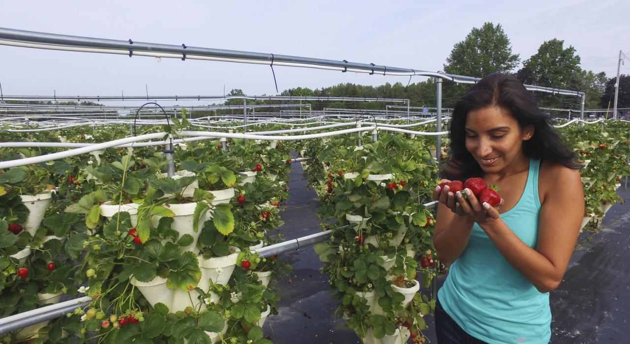 Strawberry Fields U-Pick Hydroponic Farm on the Finger Lakes Sweet Treat Trail in New York State Strawberry Fields U-Pick Hydroponic Farm on the Finger Lakes Sweet Treat Trail in New York State