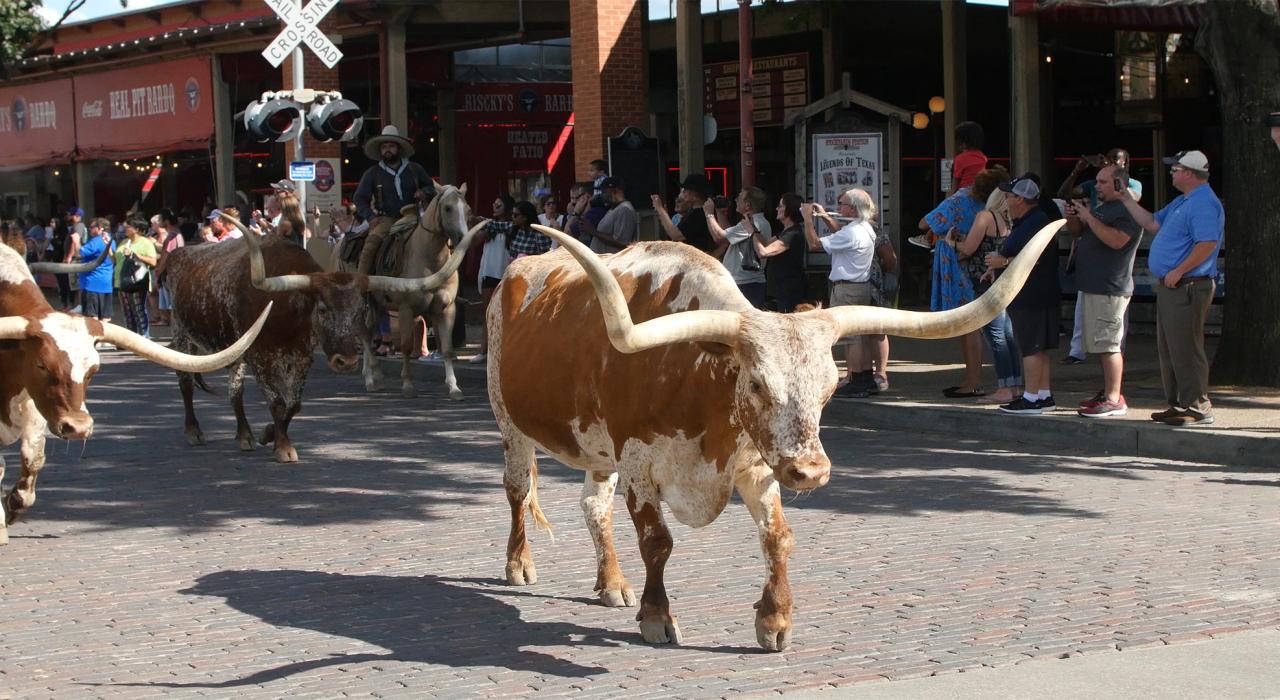 The twice daily cattle drive at Fort Worth Stockyards National Historic District in Texas The twice daily cattle drive at Fort Worth Stockyards National Historic District in Texas