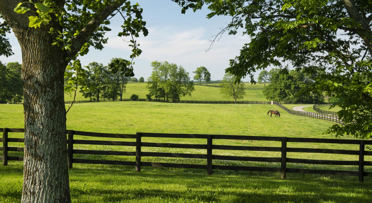 Thoroughbred racehorse grazing in a field at WinStar Farm in Versailles Thoroughbred racehorse grazing in a field at WinStar Farm in Versailles