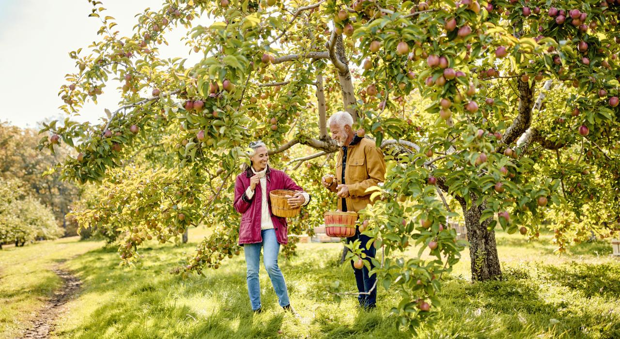 Apple picking at Biscay Orchard in Damariscotta, Maine Apple picking at Biscay Orchard in Damariscotta, Maine