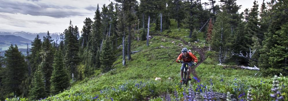 Mountain biking along a trail amid wildflowers near Bozeman, Montana