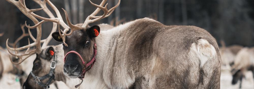Up close and personal with reindeer in Alaska