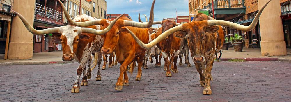Longhorn cattle parade through the streets of the Fort Worth Stockyards National Historic District